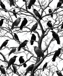 30 Ravens in a Tree