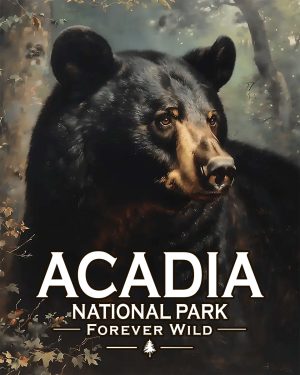 Acadia National Park - Maine - Forever Wild - Black Bear