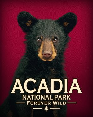 Acadia National Park - Maine - Forever Wild - Hip Black Bear Cub