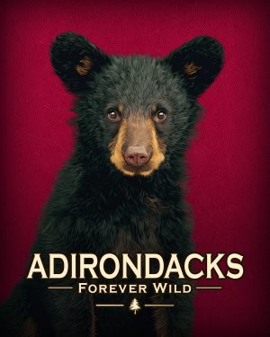 Adirondacks - New York State  - Forever Wild - Hip Black Bear Cub