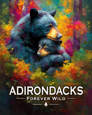 Adirondacks - New York State  - Forever Wild - Mom & Baby Bear