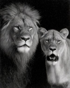 African Lion Couple - Black and White Wildlife Art Print