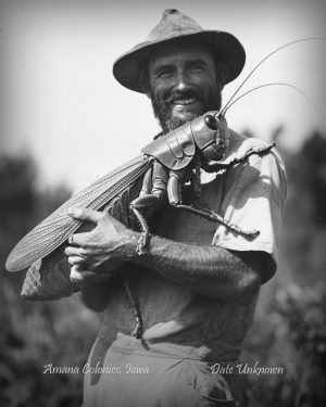 Amana Colonies, Iowa - Holding Giant Grasshopper - Vintage Style Agriculture Cryptid Photo
