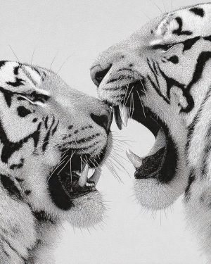Argument Between Tigers - Black and White Wildlife Art Print