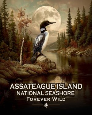 Assateague Island National Seashore Maryland & Virginia - Forever Wild - Loon