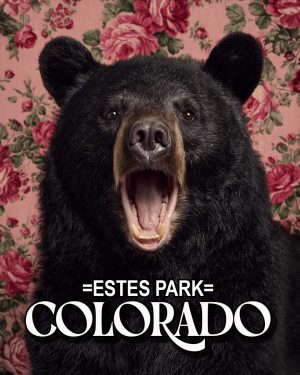 Bear with a viewpoint -  Estes Park Souvenir Art Print