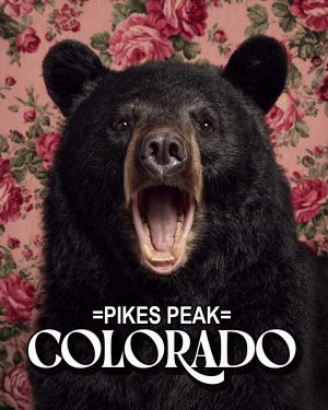 Bear with a viewpoint -  Pikes Peak Souvenir Art Print