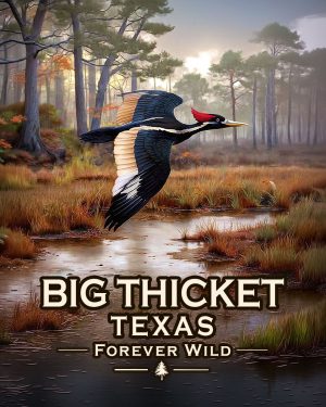 Big Thicket National Preserve Texas  - Forever Wild Ivory Billed Woodpecker
