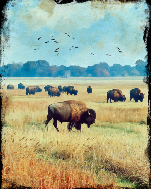 Antique Photo Style Bison Art Print
