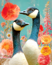 Curious Geese - Canada Goose Art Print