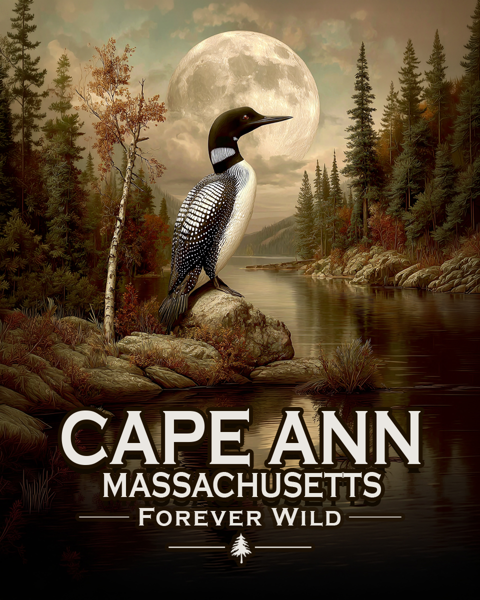 Cape Ann Massachusetts - Forever Wild - Loon