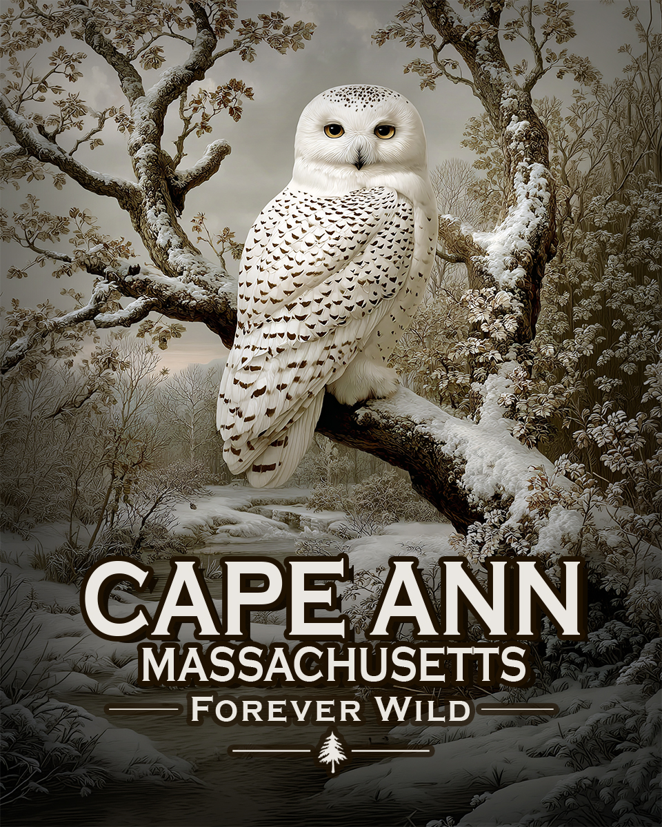Cape Ann Massachusetts - Forever Wild - Souvenir Snowy Owl Art Print