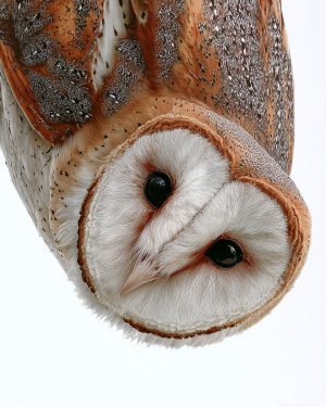 Curious Barn Owl - Wildlife Art Print