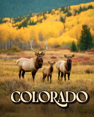 Elk Family - Colorado Souvenir Art Print