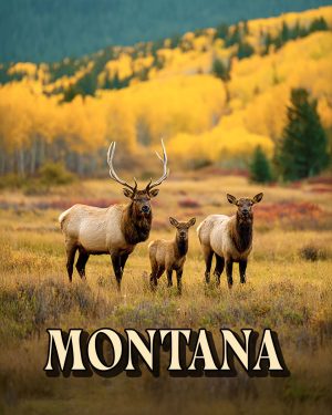 Elk Family -  Montana Souvenir Art Print