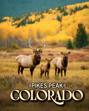 Elk Family -  Pikes Peak Souvenir Art Print