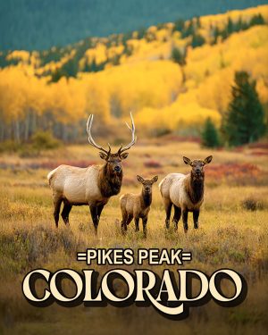 Elk Family -  Pikes Peak Souvenir Art Print
