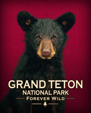 Grand Teton National Park  - Forever Wild - Hip Black Bear Cub