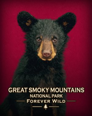 Great Smoky Mountains  - Forever Wild - Hip Black Bear Cub