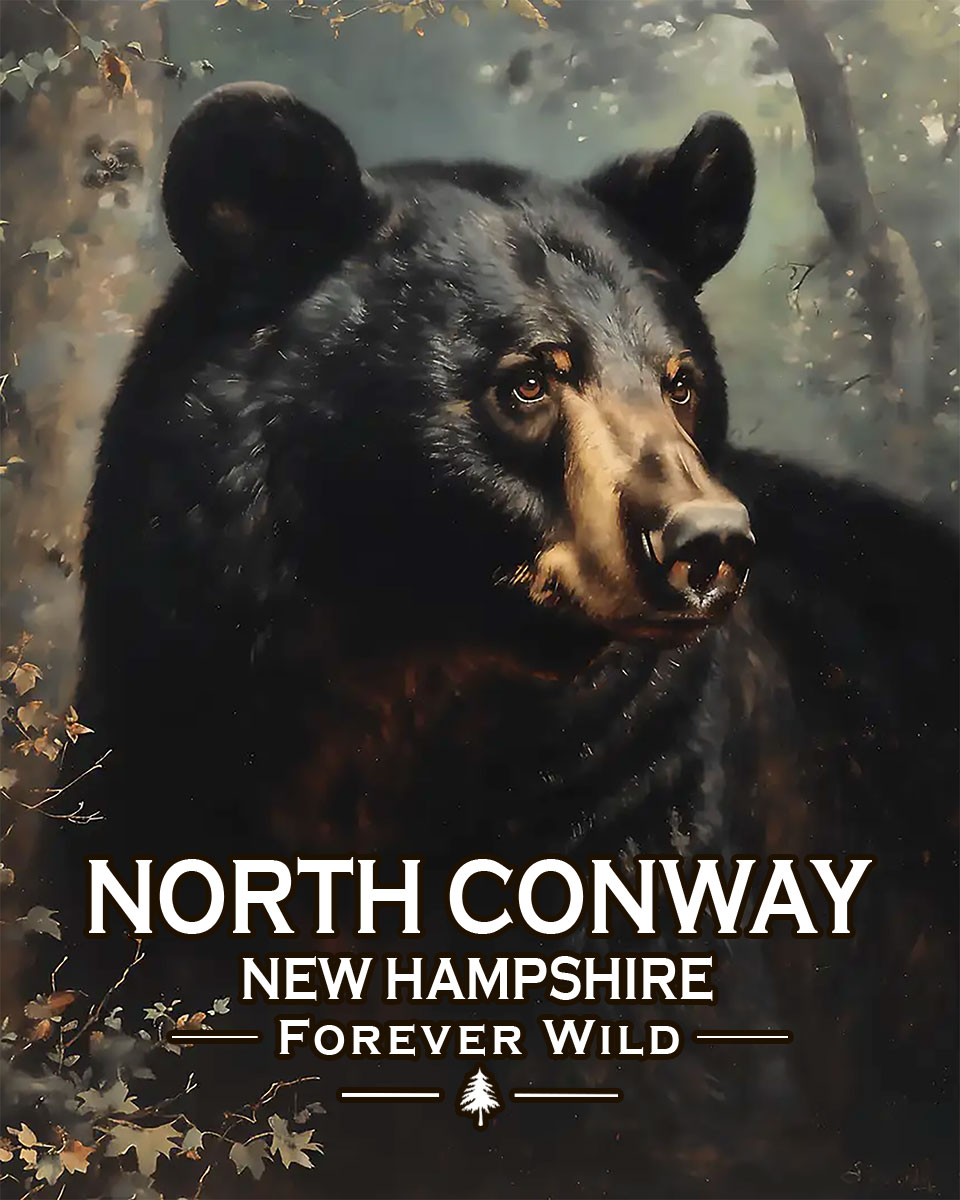 North Conway, New Hampshire  - Forever Wild - Black Bear