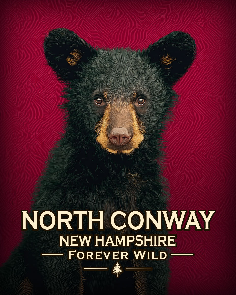 North Conway, New Hampshire  - Forever Wild - Hip Black Bear Cub