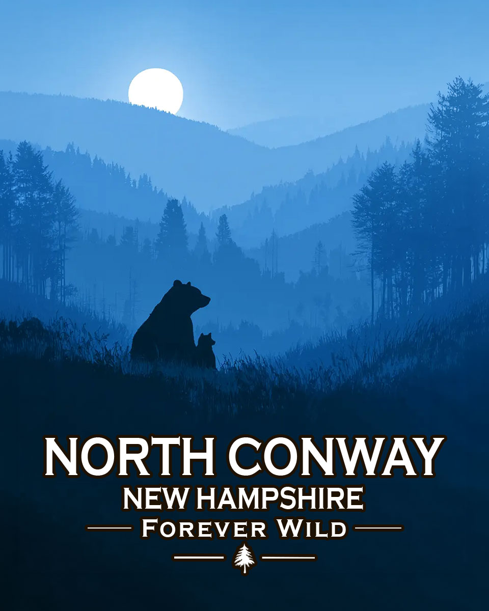 North Conway, New Hampshire  - Forever Wild - Mother Bear and Cub Enjoy the Evening