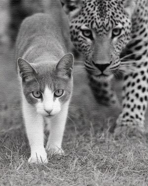 On the Prowl - Cat and Leopard Art Print