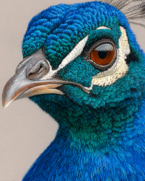 Close-Up of a Peacock Art Print