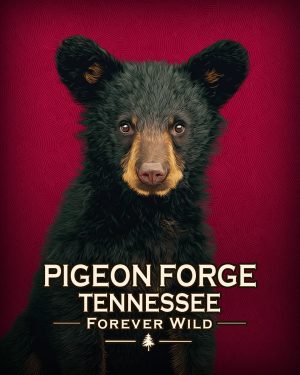 Pigeon Forge Tennessee  - Forever Wild - Hip Black Bear Cub