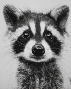 Portrait of a Young Raccoon - Black and White Wildlife Art Print