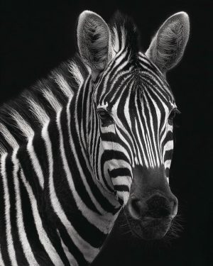 Portrait of a Zebra - Black and White Wildlife Art Print