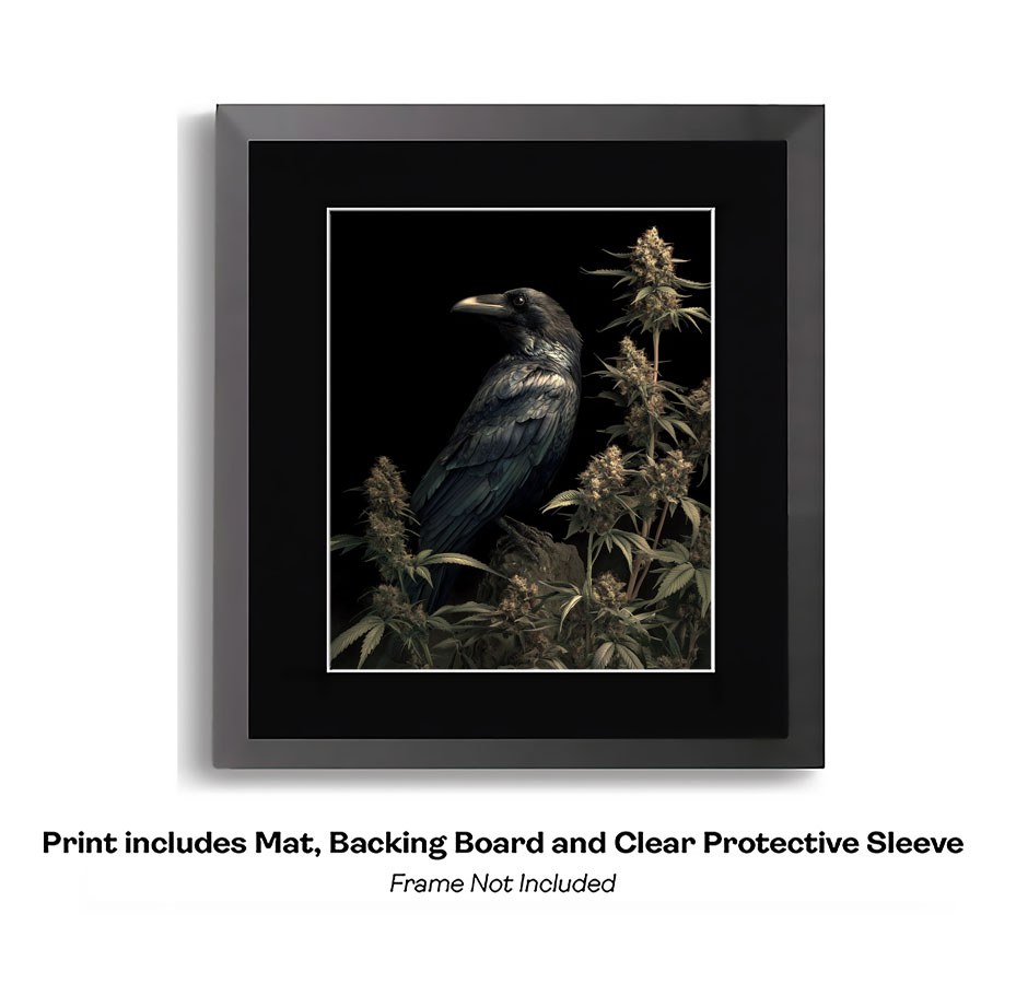 Raven on Marijuana Branch