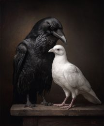 Raven Watching Over Dove