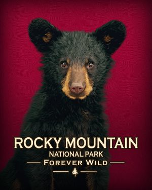 Rocky Mountain National Park  - Forever Wild - Hip Black Bear Cub