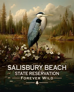 Salisbury Beach State Reservation Massachusetts - Forever Wild - Great Blue Heron