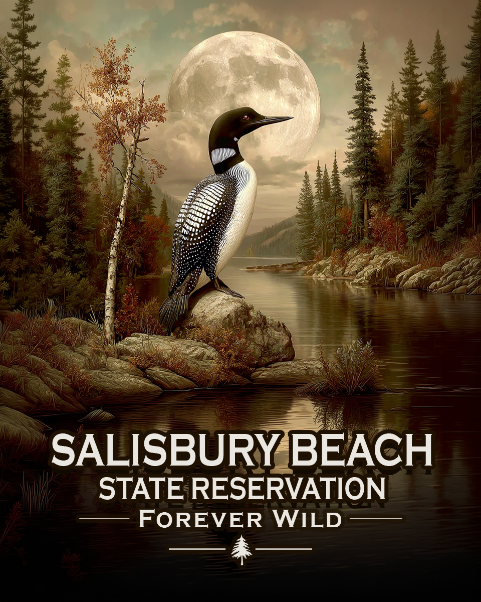 Salisbury Beach State Reservation Massachusetts - Forever Wild - Loon