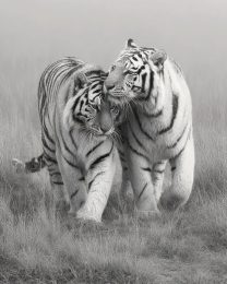 Tiger Couple - Black and White Wildlife Art Print