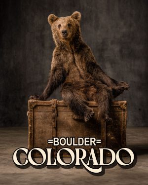 Traveling Bear - Boulder Colorado Souvenir Art Print.jpg