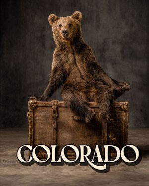 Traveling Bear - Colorado Souvenir Art Print