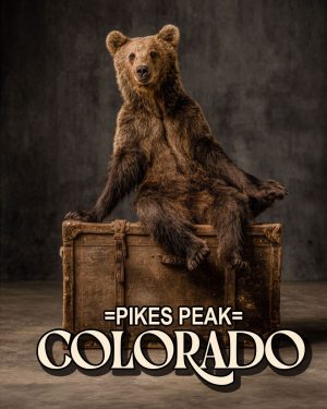 Traveling Bear -  Pikes Peak Souvenir Art Print