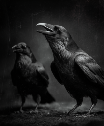 Two Black Ravens at Midnight