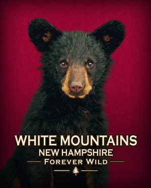 White Mountains, New Hampshire  - Forever Wild - Hip Black Bear Cub
