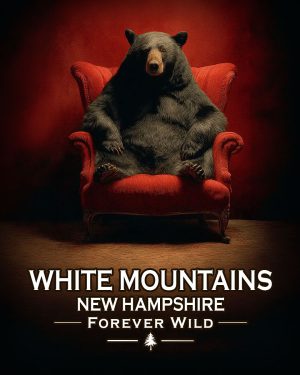 White Mountains, New Hampshire  - Forever Wild - Lazy Bear in Chair