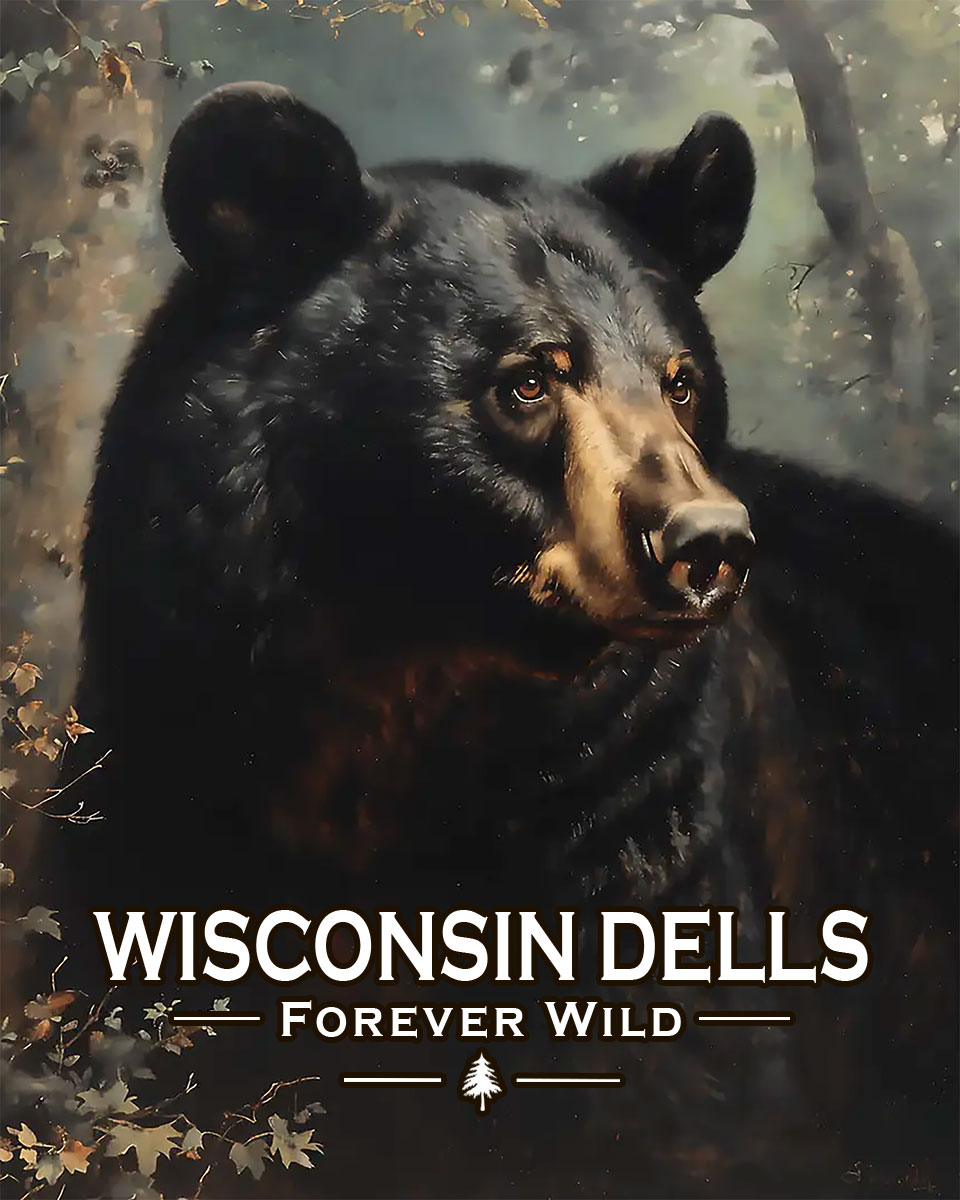 Wisconsin Dells - Forever Wild - Black Bear