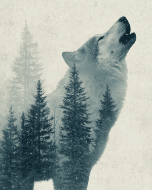 B&W Wolf Howling Art Print
