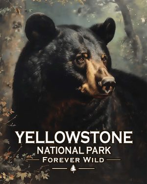 Yellowstone National Park  - Forever Wild - Black Bear