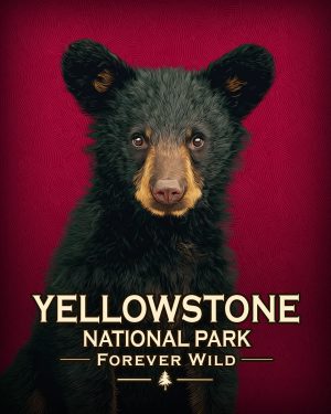 Yellowstone National Park  - Forever Wild - Hip Black Bear Cub