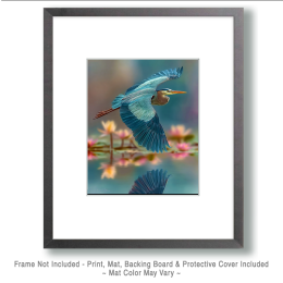 Great Blue Heron Flying Over Lotus Flowers Art