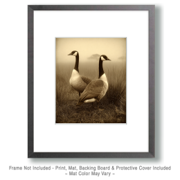 Vintage Style Geese - Canada Goose Art