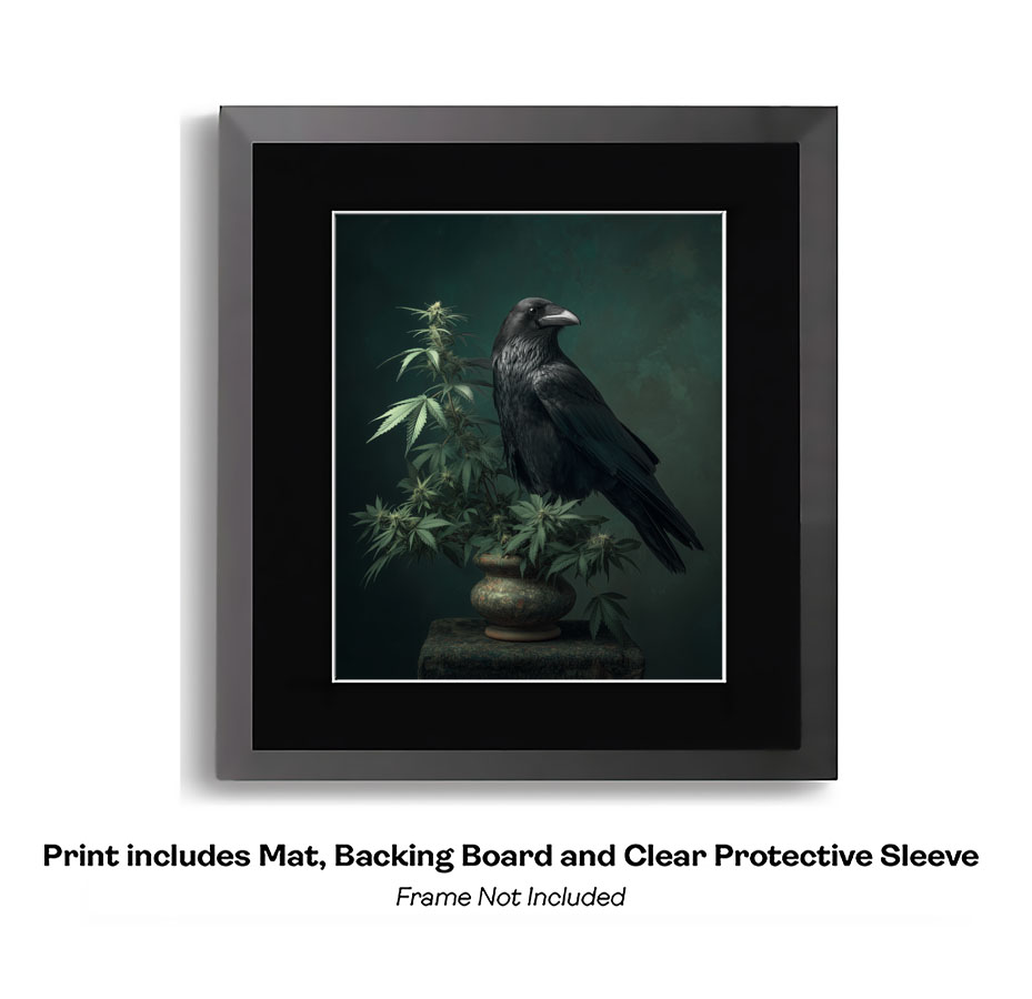 Raven Nesting on Pot Plant